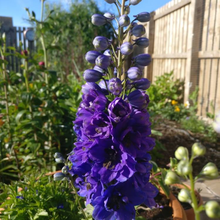 Plant image Delphinium 'Blue Bird' (Pacific Hybrid)