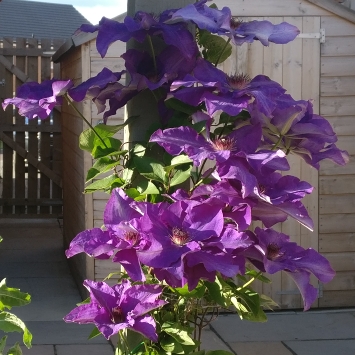 Clematis viticella 'The President'