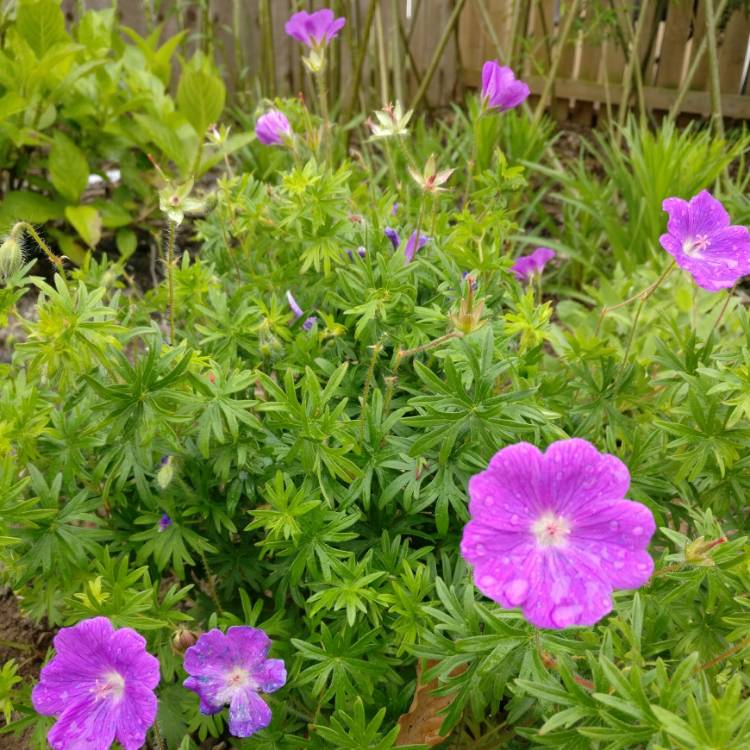 Plant image Geranium sanguineum