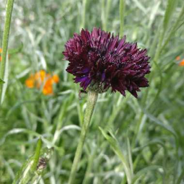 Centaurea cyanus 'Black Ball'