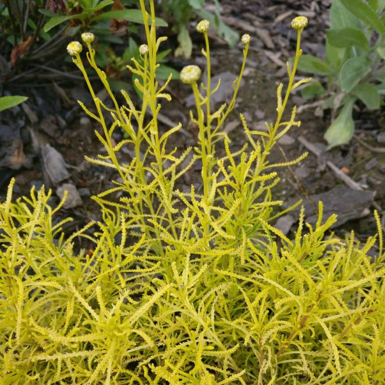 Plant image Santolina rosmarinifloria 'Lemon Fizz'