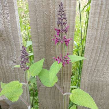 Stachys sylvatica