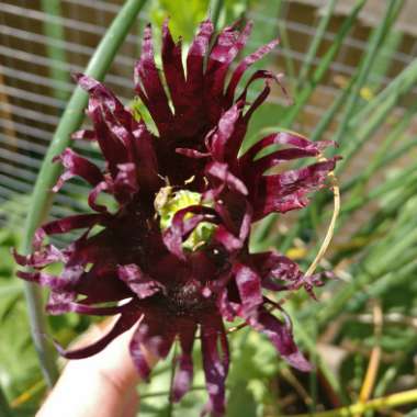 Papaver somniferum 'Black Swan'