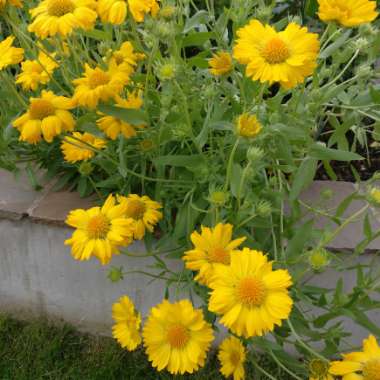 Gaillardia x grandiflora 'Mesa Yellow' (Mesa Series) syn. Gaillardia 'Yellow'