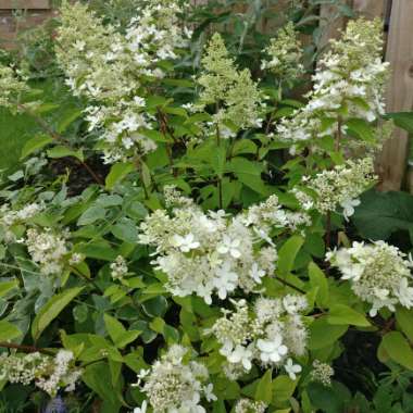 Hydrangea paniculata 'Grandiflora'