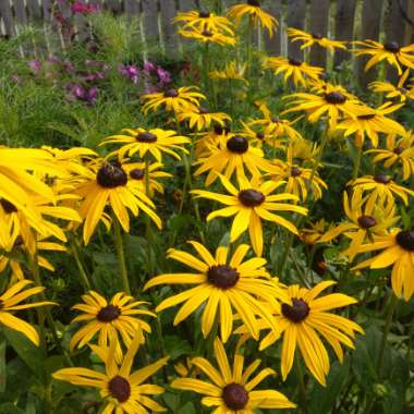 Rudbeckia fulgida var. sullivantii 'Goldsturm'