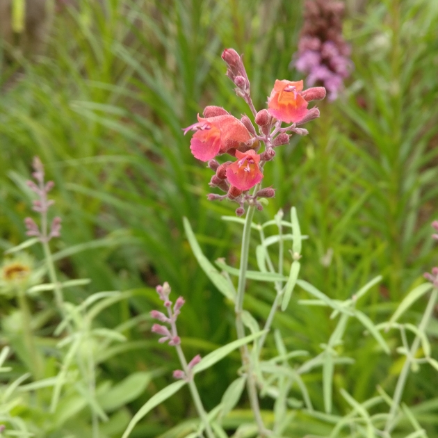 Plant image Agastache