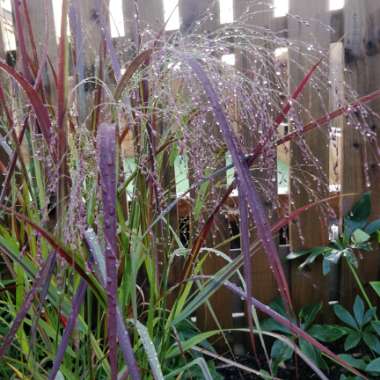 Panicum virgatum 'Squaw'