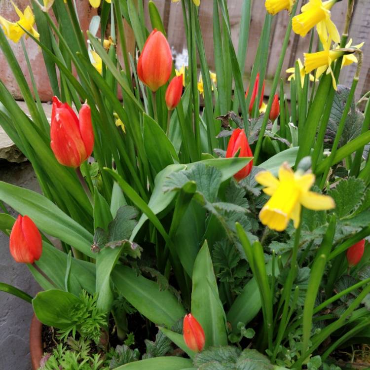 Plant image Tulipa praestans 'Fusilier'