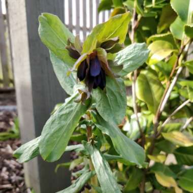 Cerinthe major 'Purpurescens'