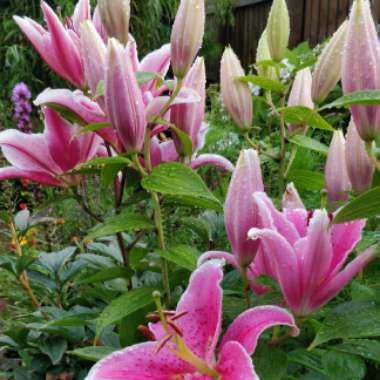 Lilium 'Star Gazer' syn. Lilium 'Stargazer'