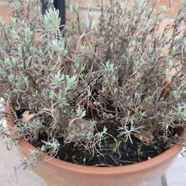 Lavandula