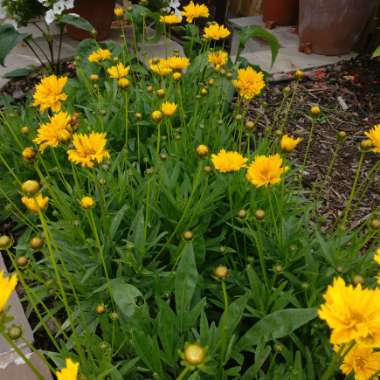 Coreopsis 'Sunkiss'