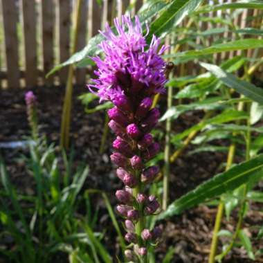 Liatris spicata