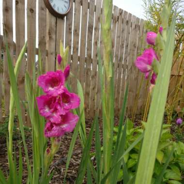 Gladiolus