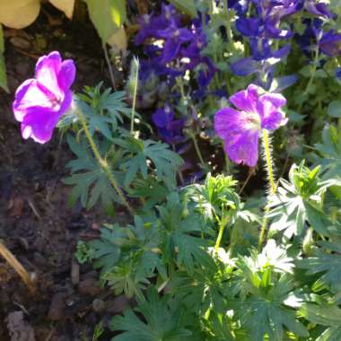 Geranium sanguineum