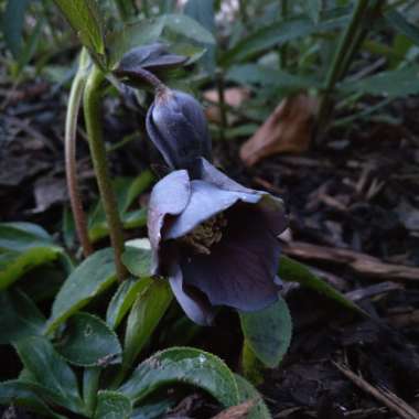 Helleborus x hybridus 'Blue Metallic Lady' (Lady Series)