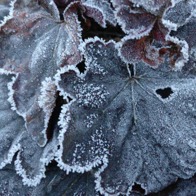 Plant image Heuchera 'Melting Fire'