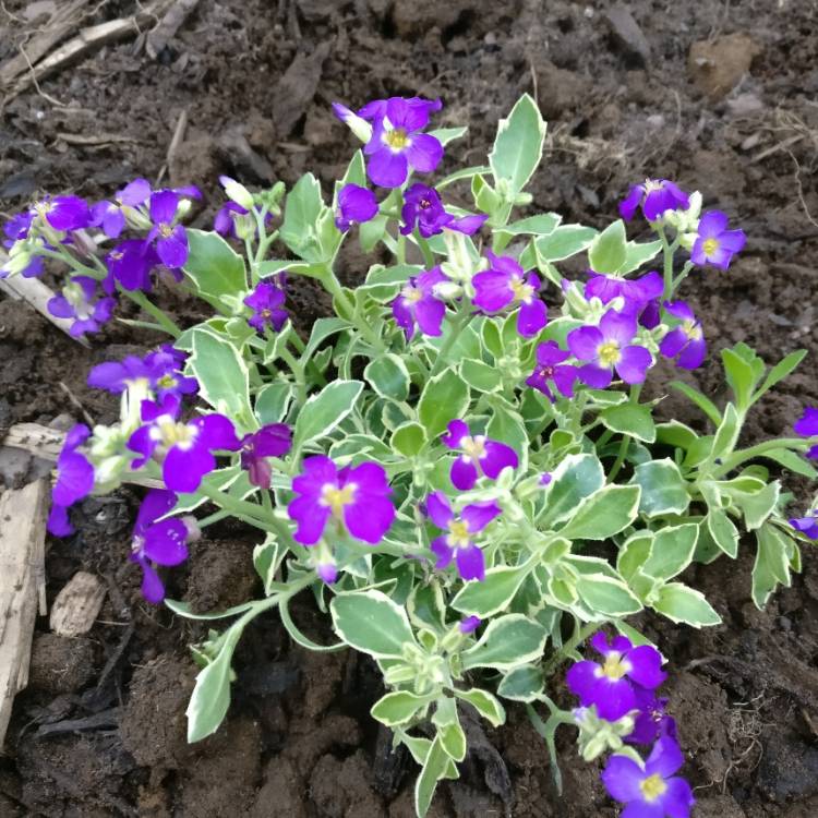 Plant image Aubrieta deltoidea 'Dr. Mules Variegated'