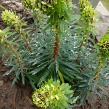 Euphorbia characias 'Black Pearl'