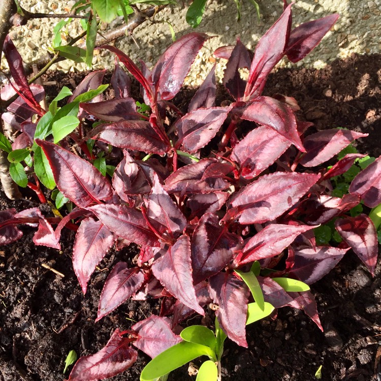 Persicaria microcephala 'Red Dragon', Red Dragon Fleece Flower ...