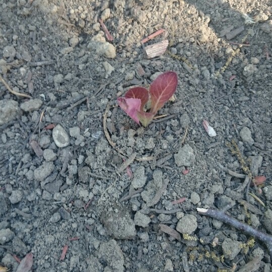 Lettuce 'Bijou' (Leafy/Looseleaf)