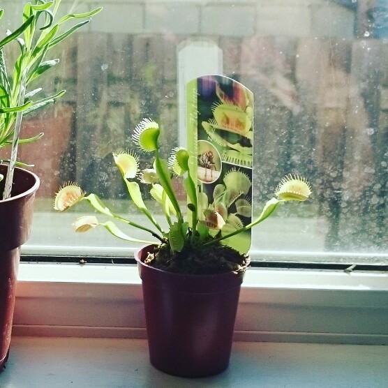 Venus Fly Trap