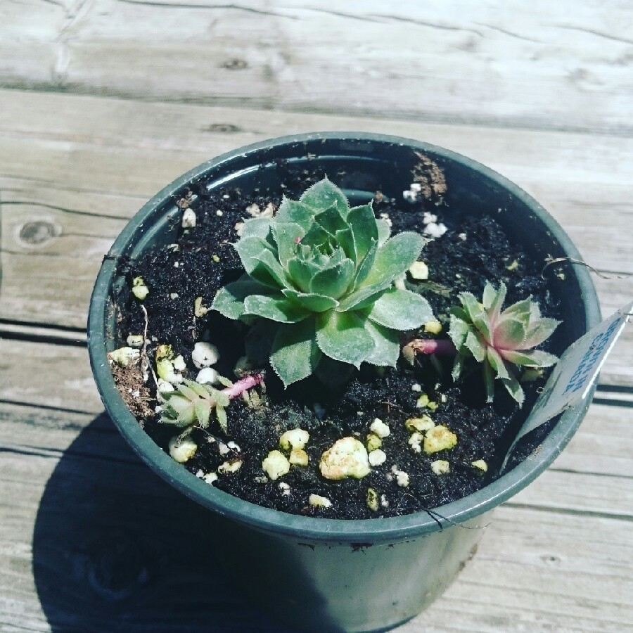 Sempervivum 'Woolly Cobweb'