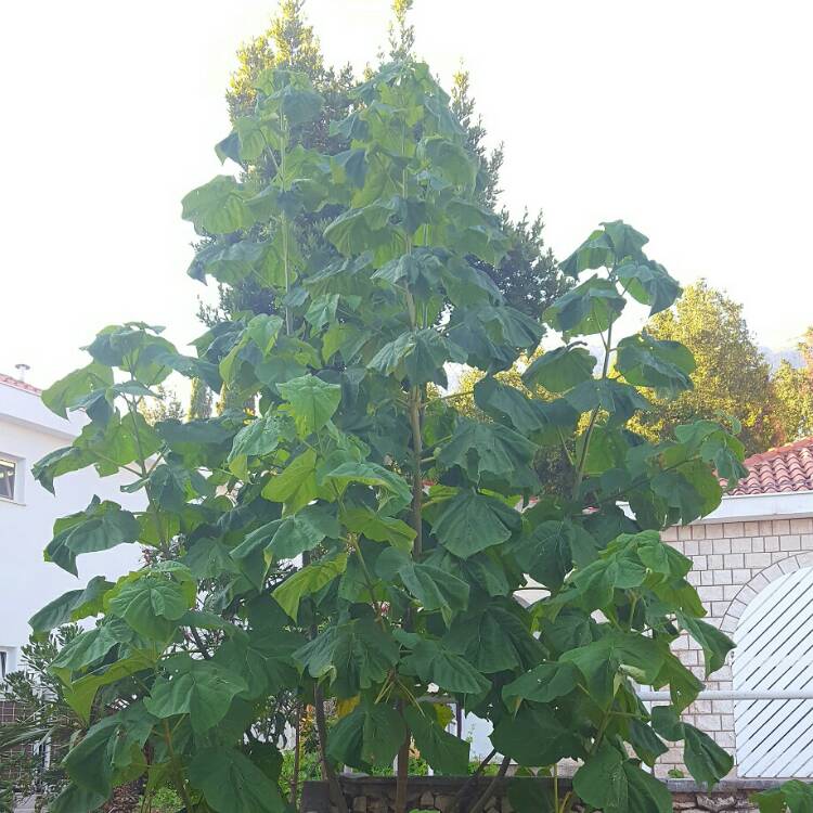 Plant image Adansonia Madagascariensis