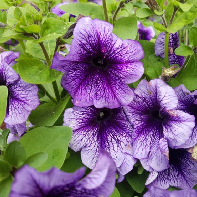 Petunia 'Littletunia Blue Vein' (Littletunia Series), Dwarf Petunia ...