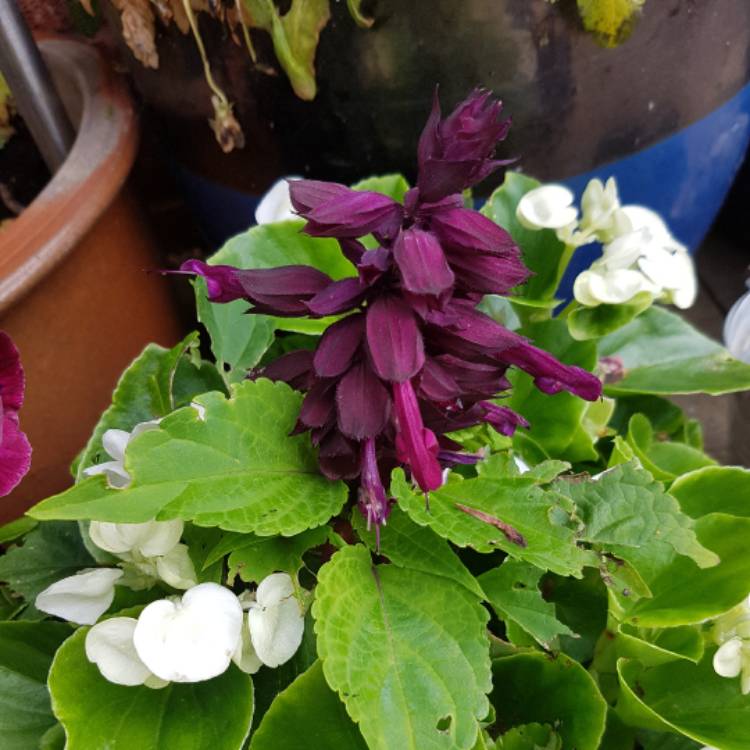 Plant image Salvia x sylvestris 'Blauhugel' syn. Salvia nemorosa 'Blue Mound', Salvia nemorosa 'Blauhugel', Salvia 'Blue Hills'