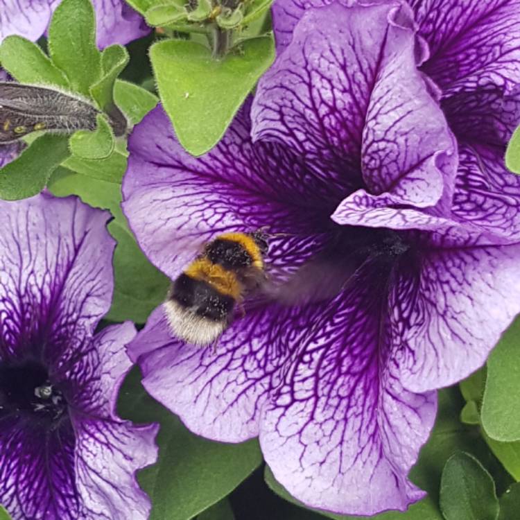 Plant image Petunia 'Littletunia Blue Vein' (Littletunia Series)