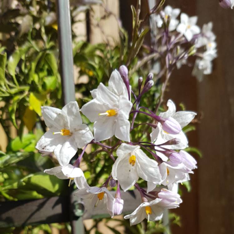 Plant image Solanum Jasminum Album