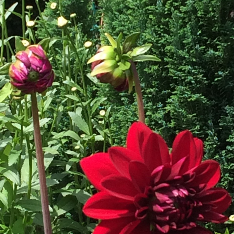 Plant image Dahlia 'Nescio'