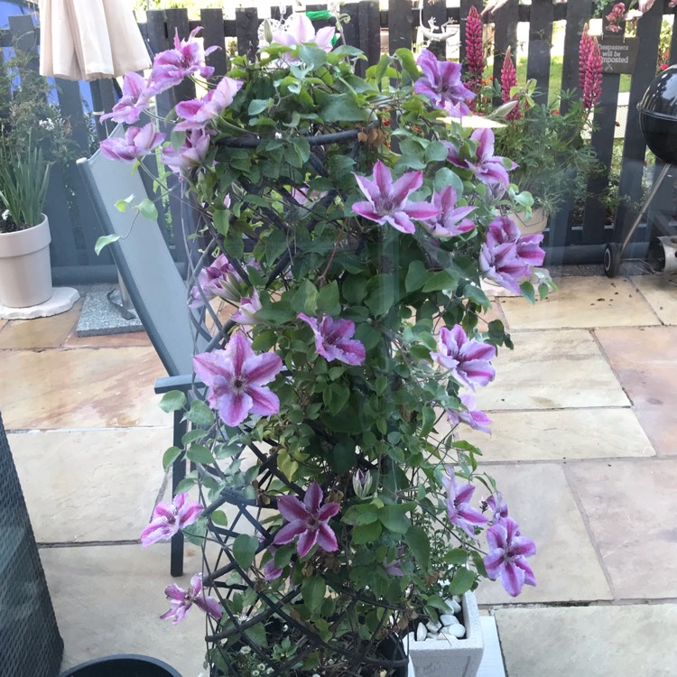 Plant image Clematis 'Darius'