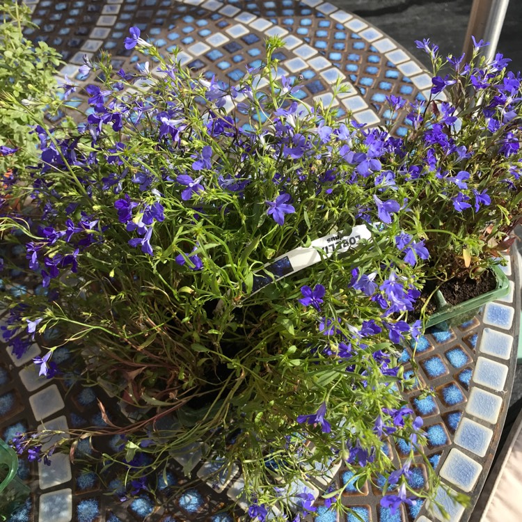 Plant image Lobelia Erinus 'Crystal Palace'