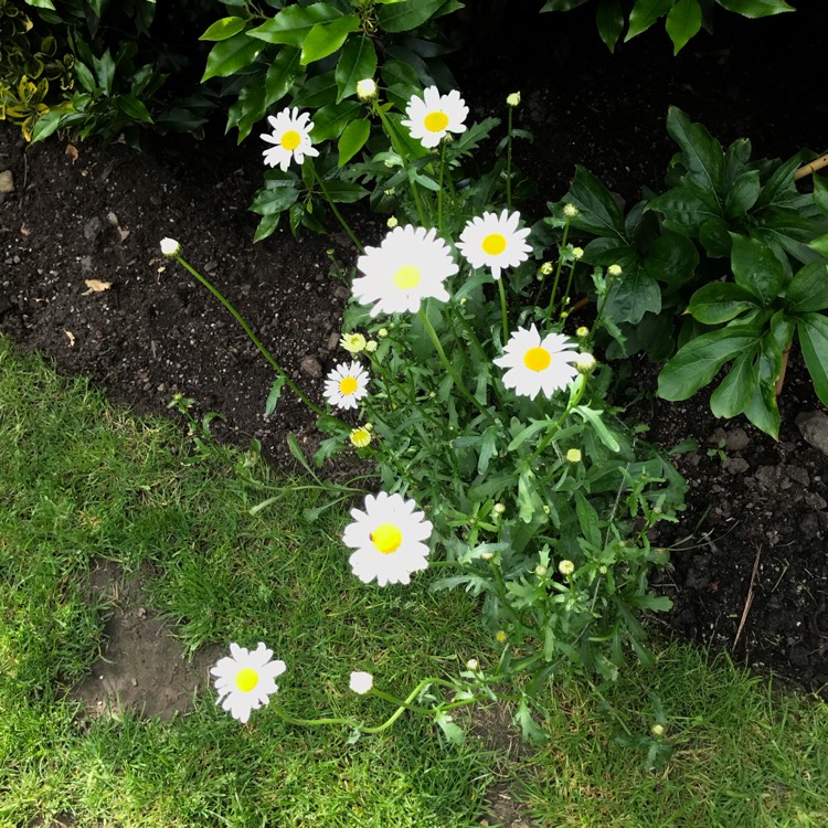 Plant image Leucanthemum x superbum 'Darling Daisy™'