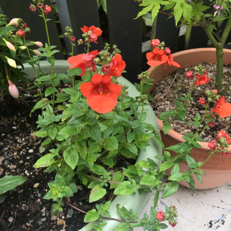 Plant image Diascia 'Little Drifter'