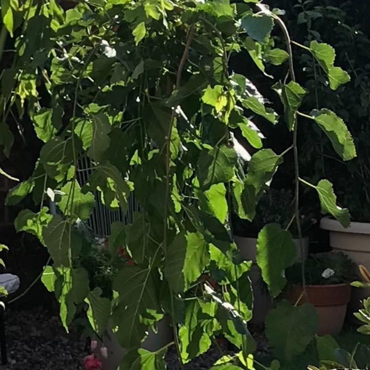 Plant image Morus alba 'Pendula'