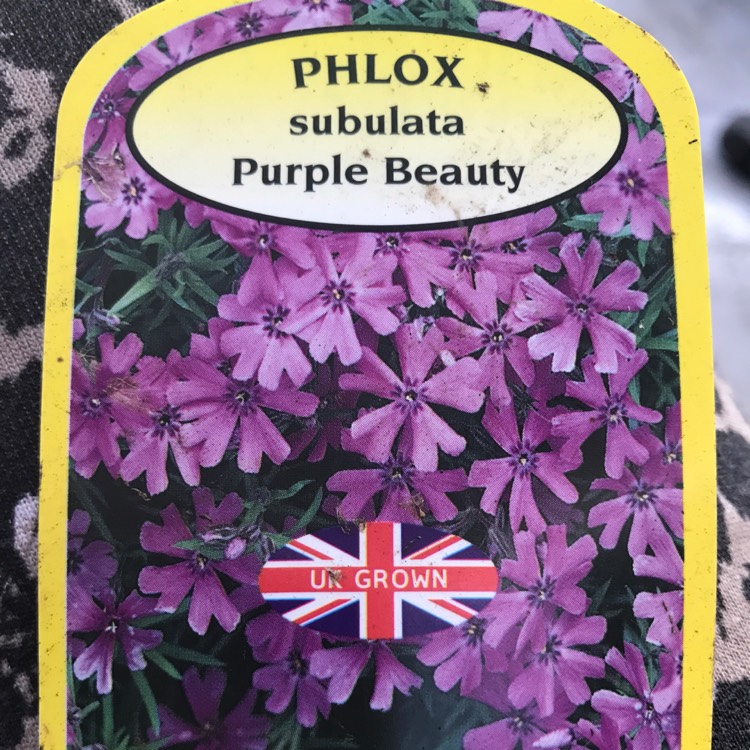 Plant image Phlox subulata 'Purple Beauty'