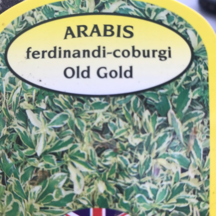 Plant image Arabis ferdinandi-coburgi 'Old Gold'