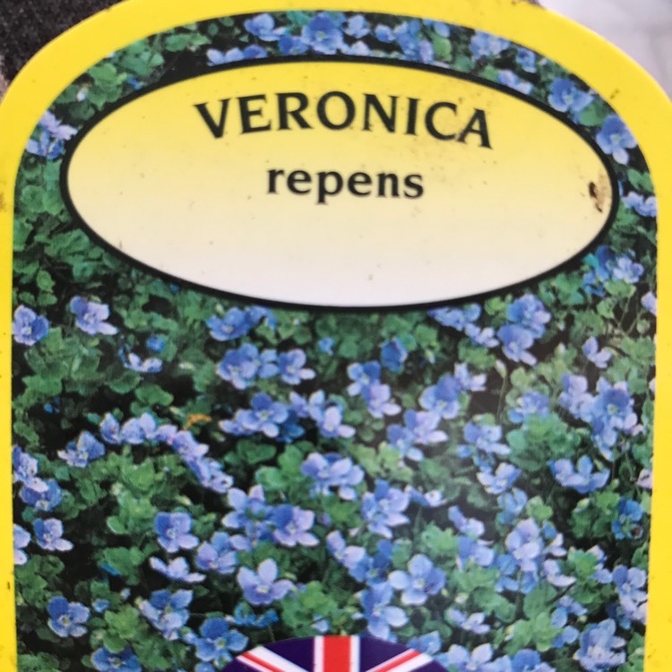 Plant image Veronica repens