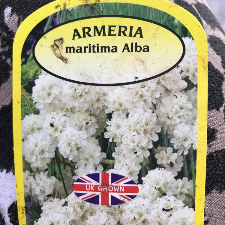 Plant image Armeria maritima 'Alba'