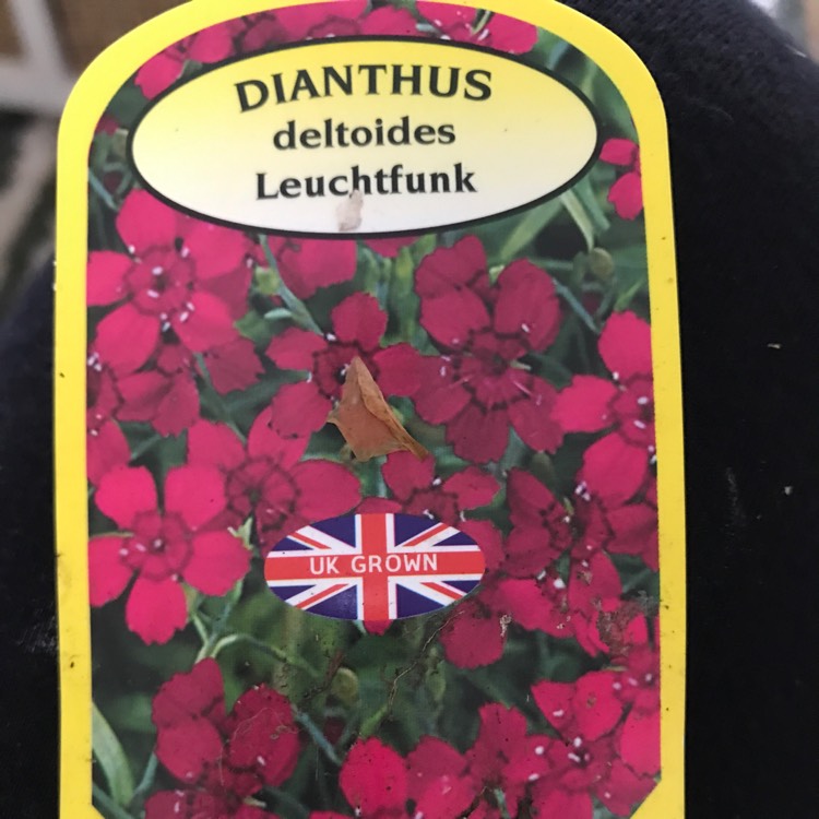 Plant image Dianthus deltoides 'Brilliant'