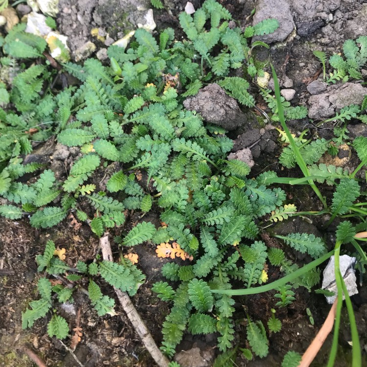 Plant image Leptinella squalida syn. Cotula