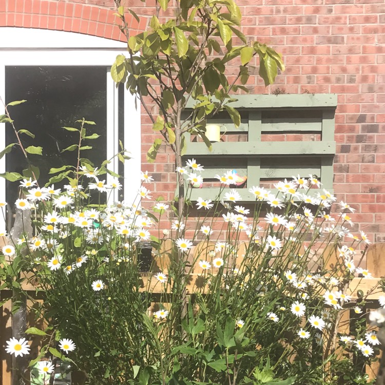 Plant image Leucanthemum x superbum 'Darling Daisy™'