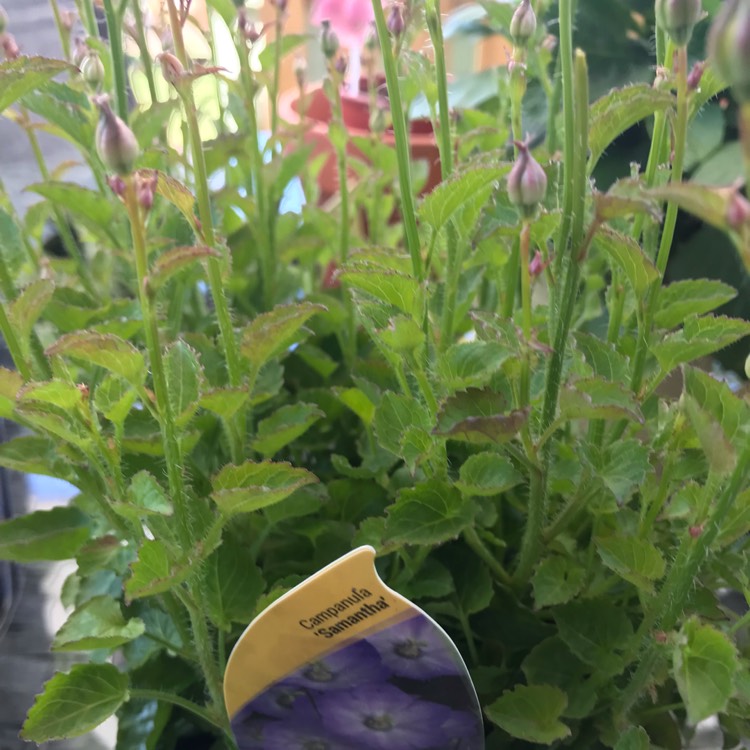 Plant image Campanula 'Samantha'