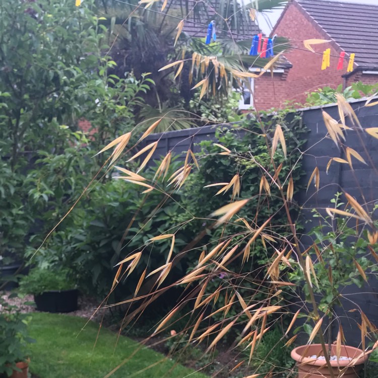 Plant image Stipa Gigantea