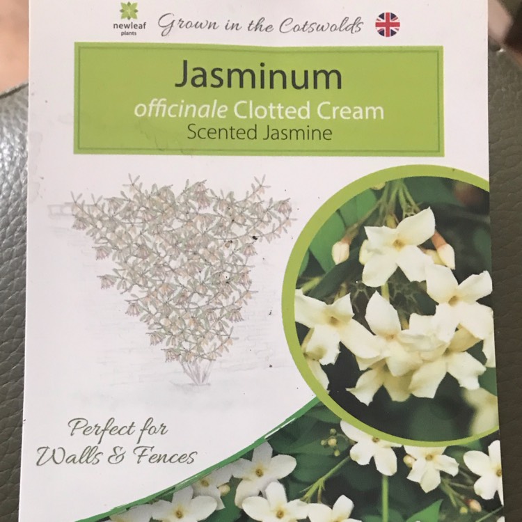 Plant image Jasminum officinale 'Clotted Cream' Syn. 'Devon Cream'