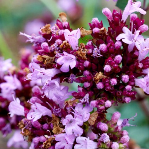 Plant image Origanum Laevigatum 'Rosenkuppel'